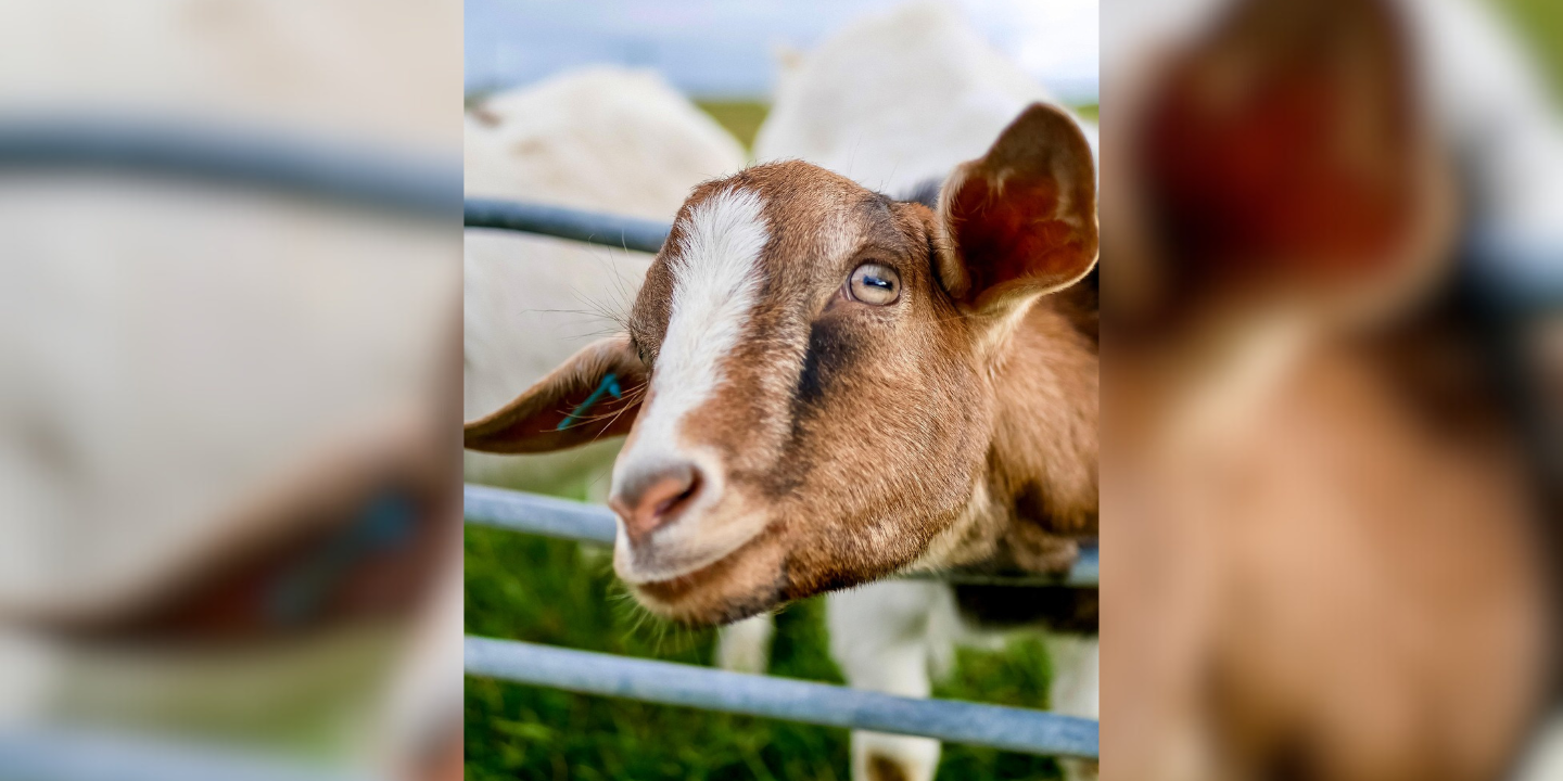 Foto: Honderden nieuwe woningen in Eersel binnen straal van 2 kilometer van geitenhouderij