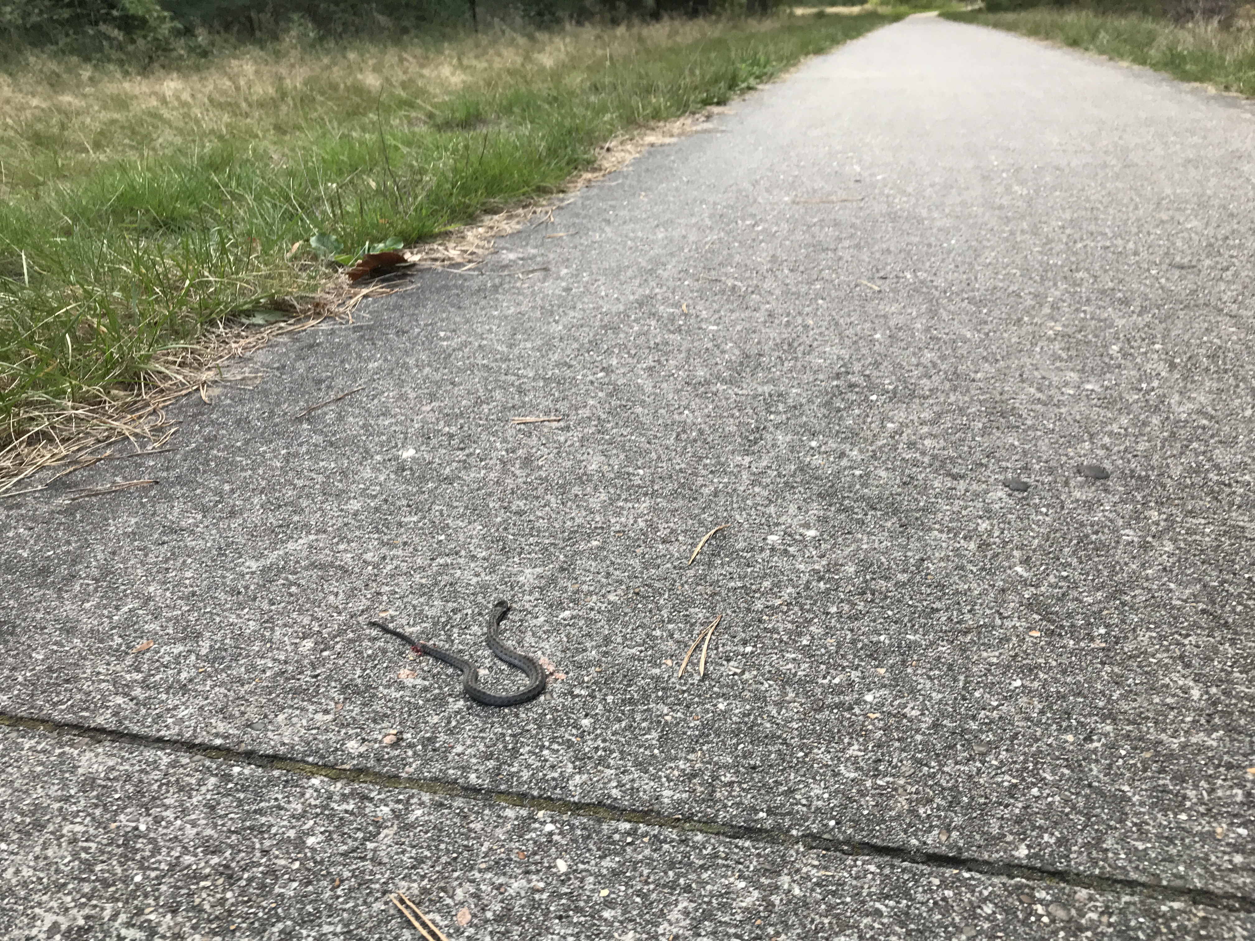 Foto: Fietspad Cartierheide dicht na uitspraak over bescherming gladde slang