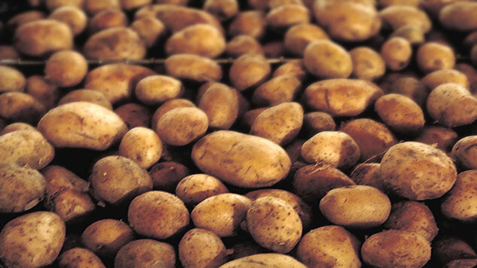 Foto: Minder aardappelen op Brabantse akkers na recordoogst in 2025