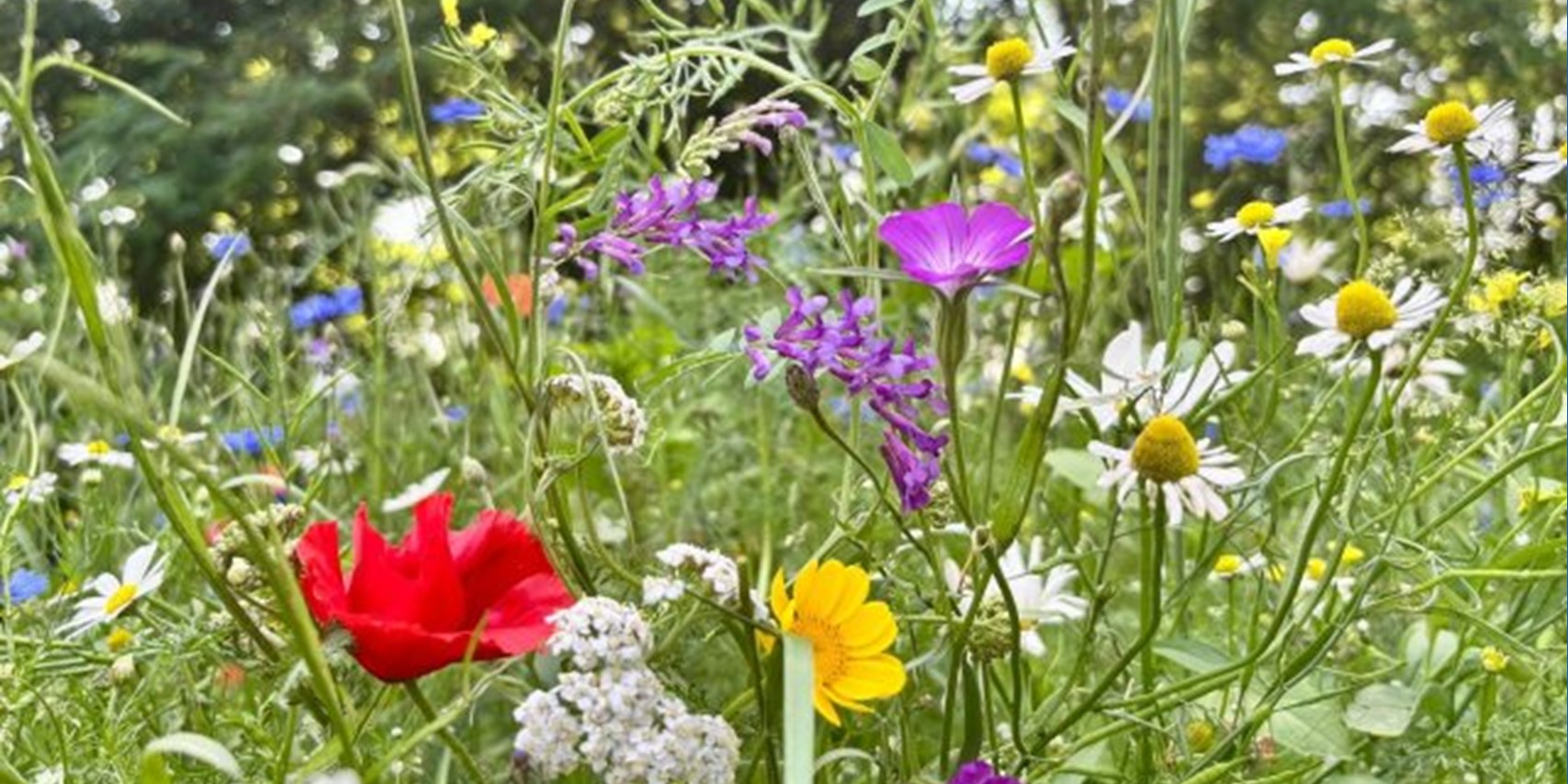 Foto: Meer hooikoortsklachten verwacht door bloeiende berken ook in Brabant