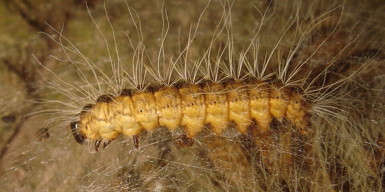 Foto: Gemeente Valkenswaard gaat eikenprocessierups weer bestrijden
