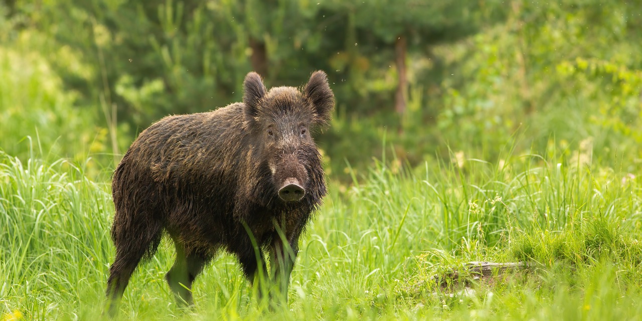 Foto: Biologische geitenhouder uit Heeze krijgt geen vergoeding voor schade door wilde zwijnen