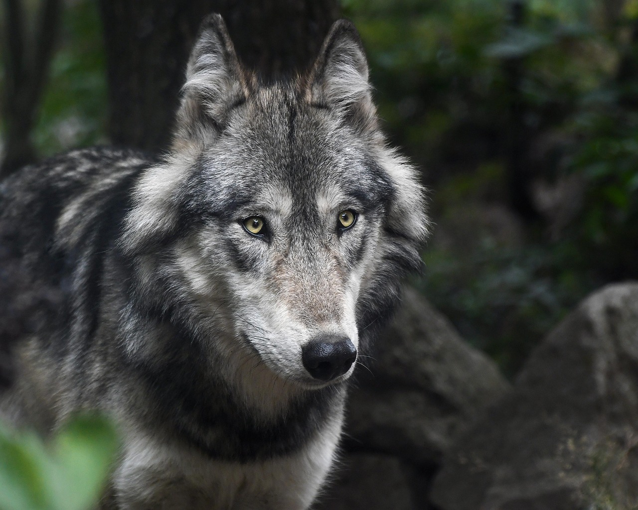 Foto: Wolf gespot in bosgebied van Hooge Mierde