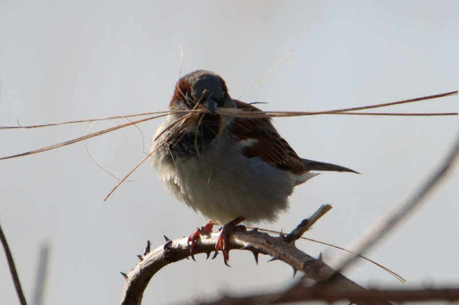 Foto: Onderzoek naar beschermde dieren bij gebouwen in gemeente Epe