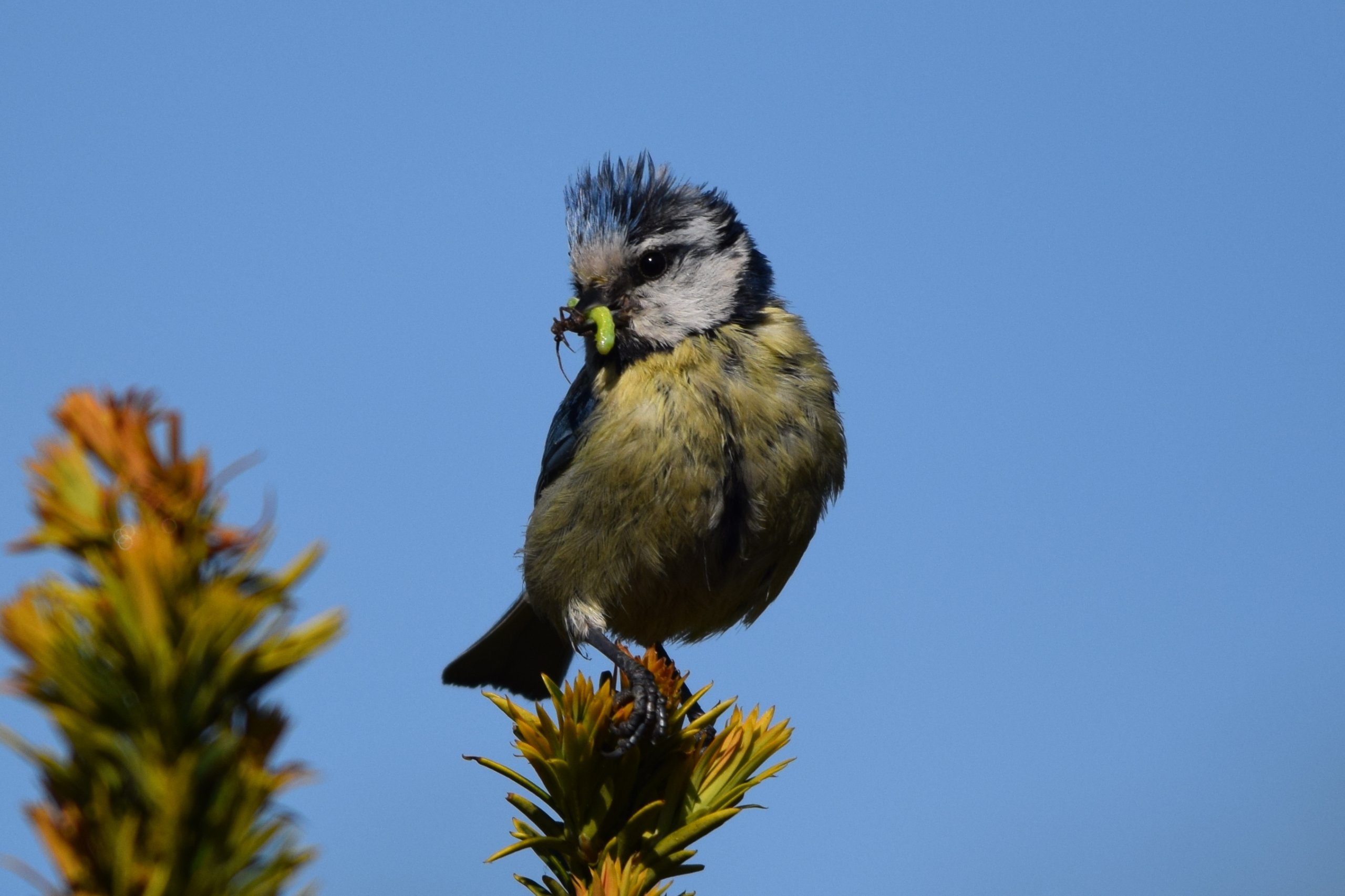 Foto: Mini-vogelcursus natuurvereniging KNNV Epe-Heerde