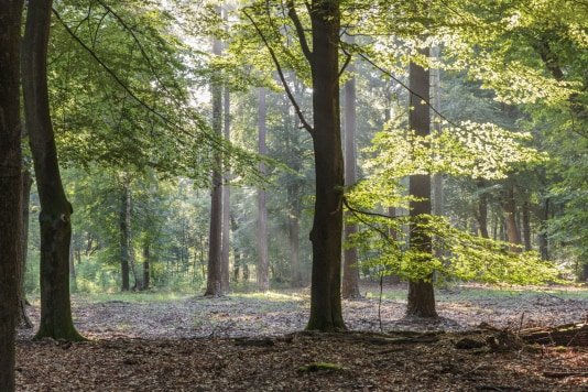 Foto: Ochtendwandeling, landgoed De Dellen