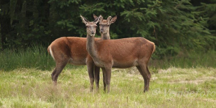 Foto: Wildobservatie, Erf van Daendels