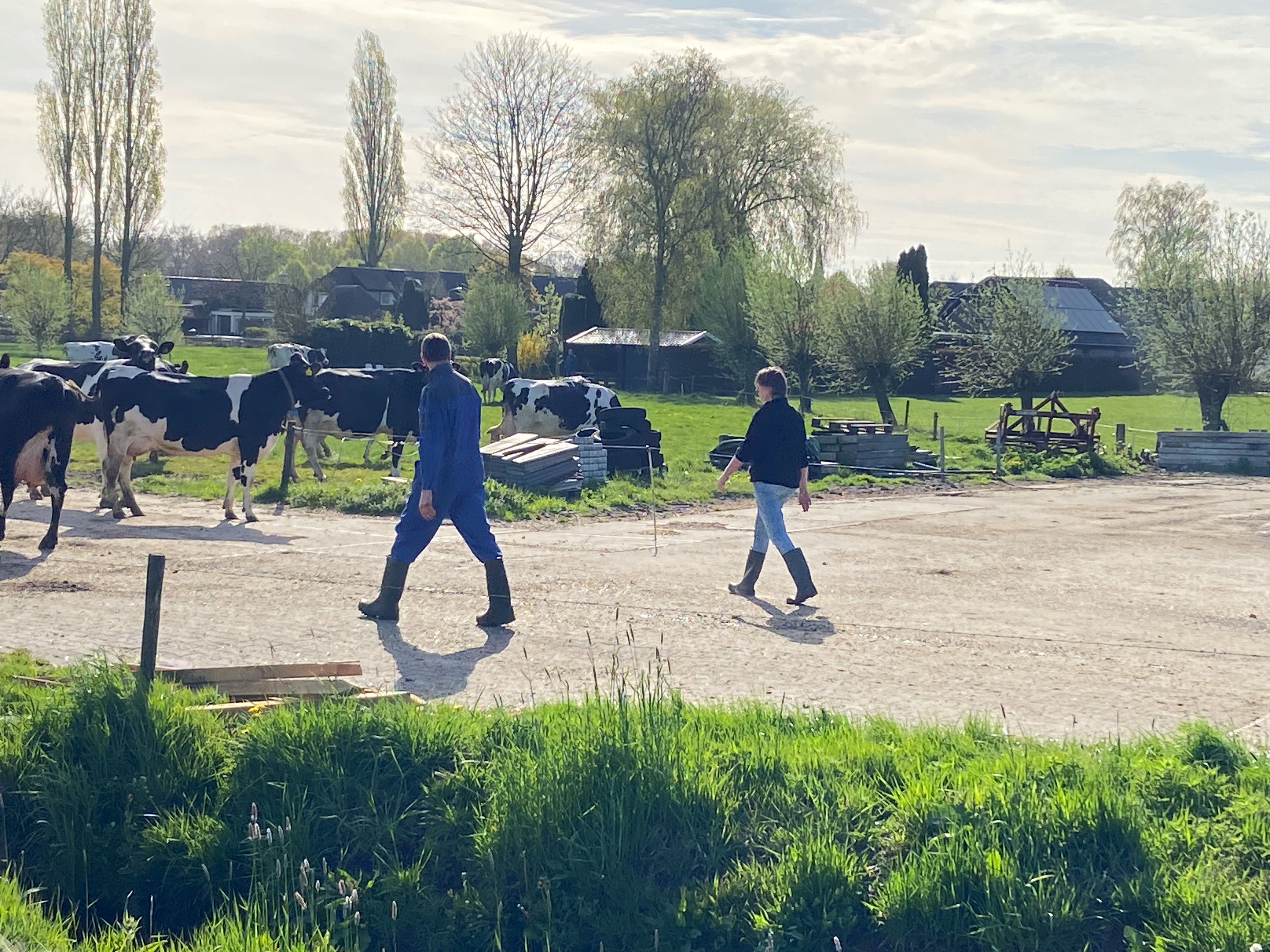 Foto: Koeiendans bij Melkveebedrijf Bijsterbosch