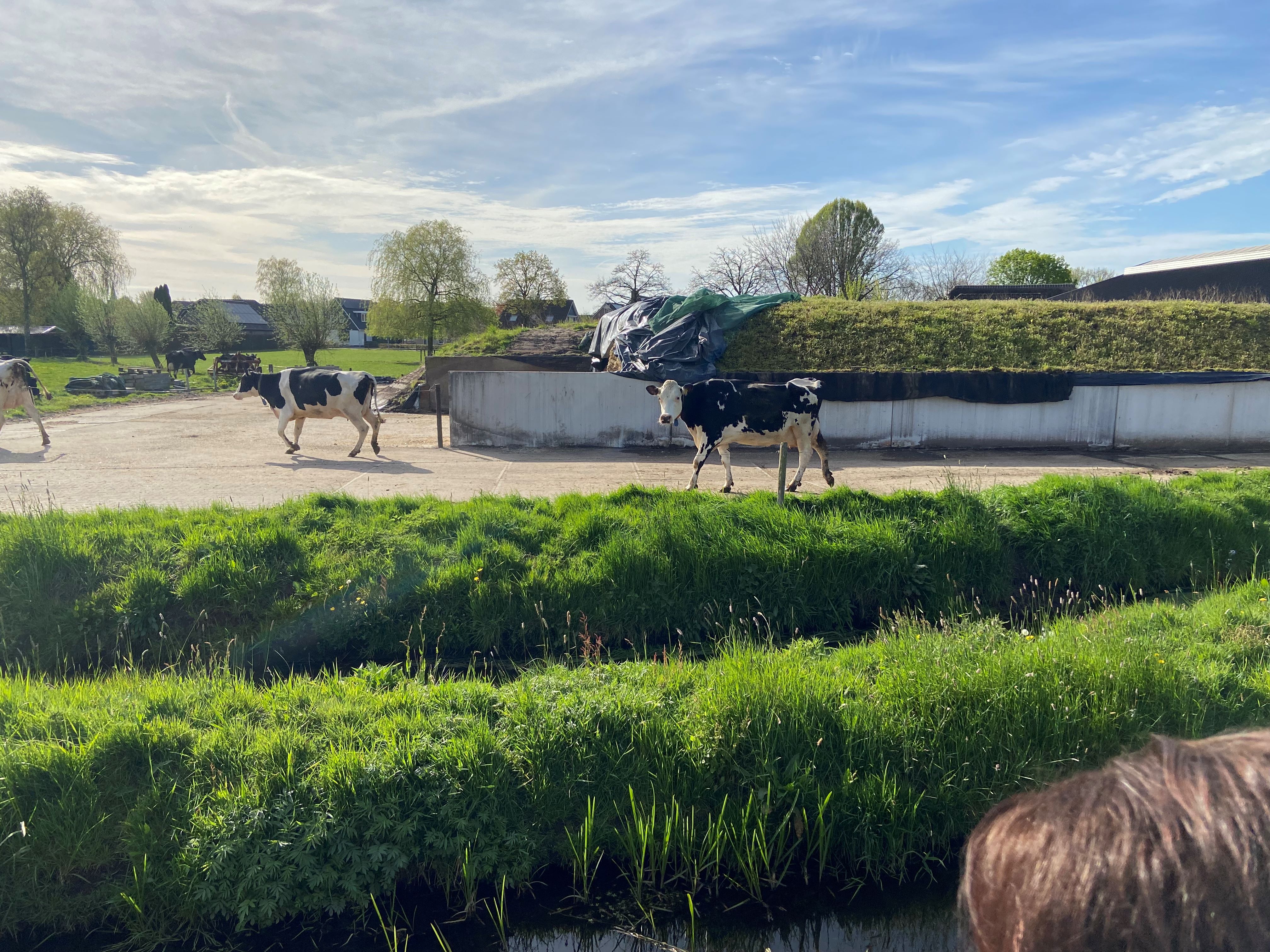 Foto: Koeiendans bij Melkveebedrijf Bijsterbosch