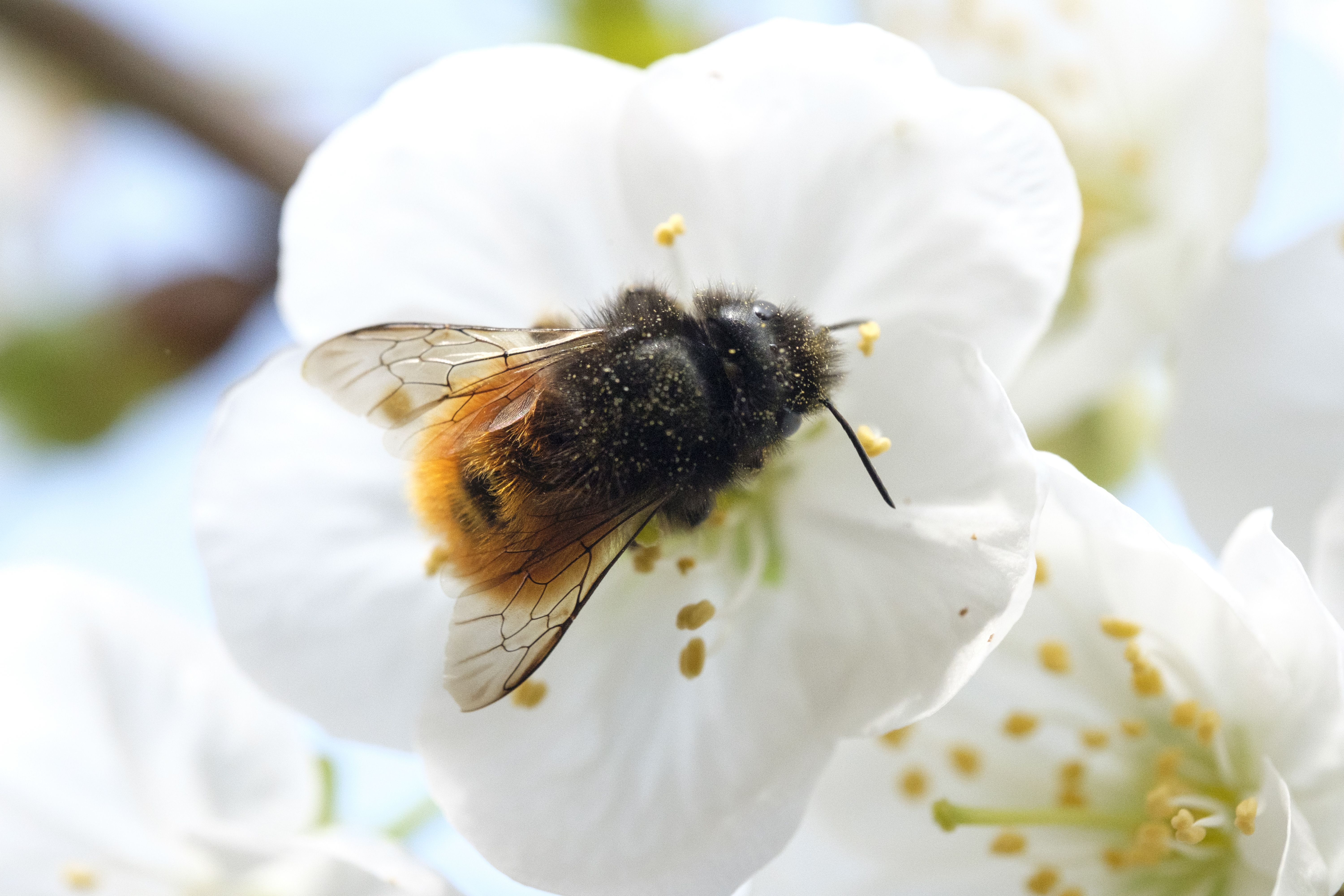 Foto: Help mee met het versterken van de biodiversiteit in Hoornerveen!