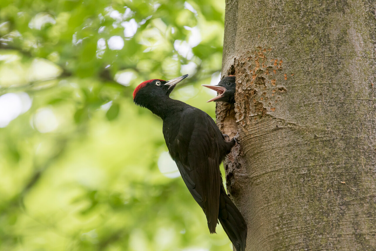 Foto: Vogelwandeling, De Dellen