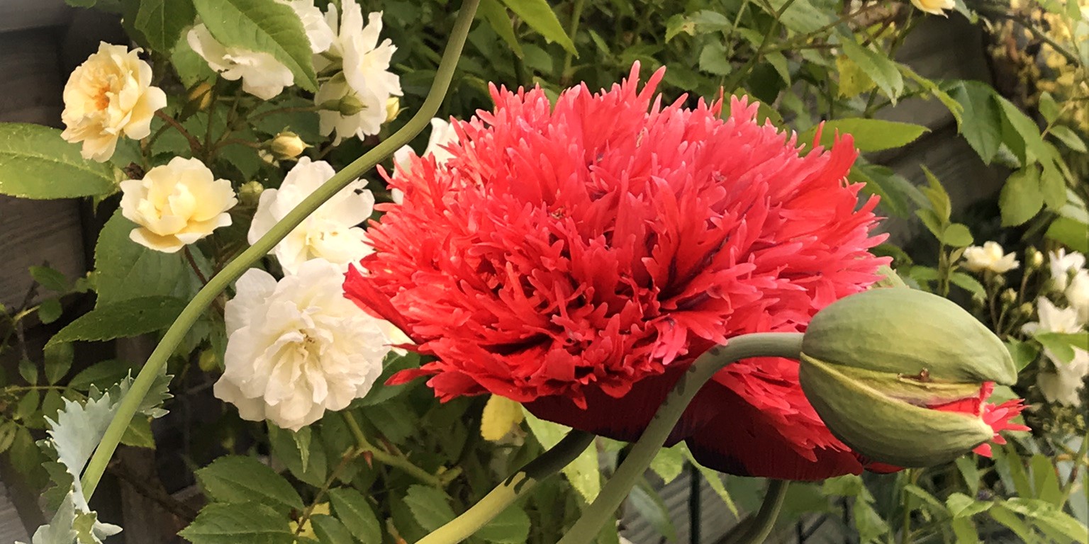 Foto: Tuinman Piet bij Mo'j is Luusteren