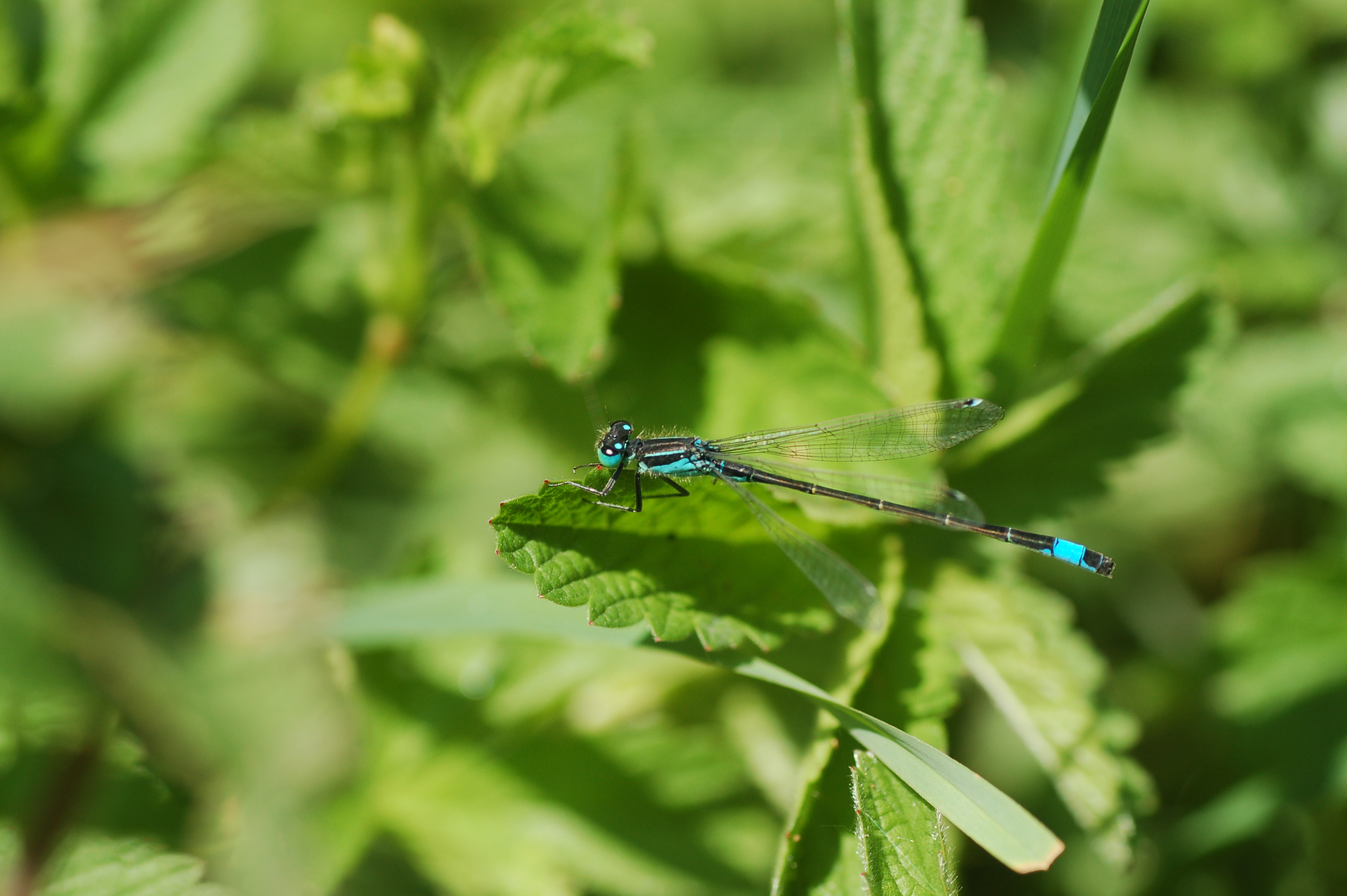 Foto: Welke libellen leven er in uw buurt? Doe mee aan de Libellentuintelling 5 - 7 juni