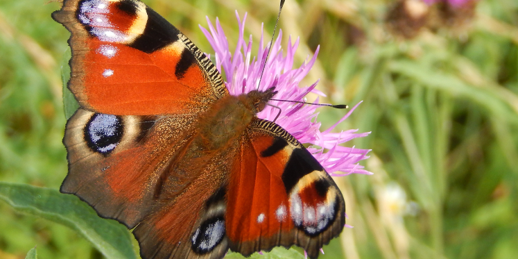 Foto: Tel jij mee? Tuinvlindertelling komt eraan: ontdek de vlinders in je eigen tuin