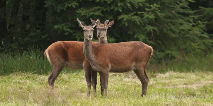 Foto: Wildobservatie, Erf van Daendels