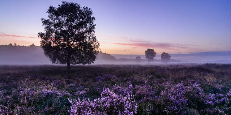 Foto: Ochtendwandeling, Tongerense Heide