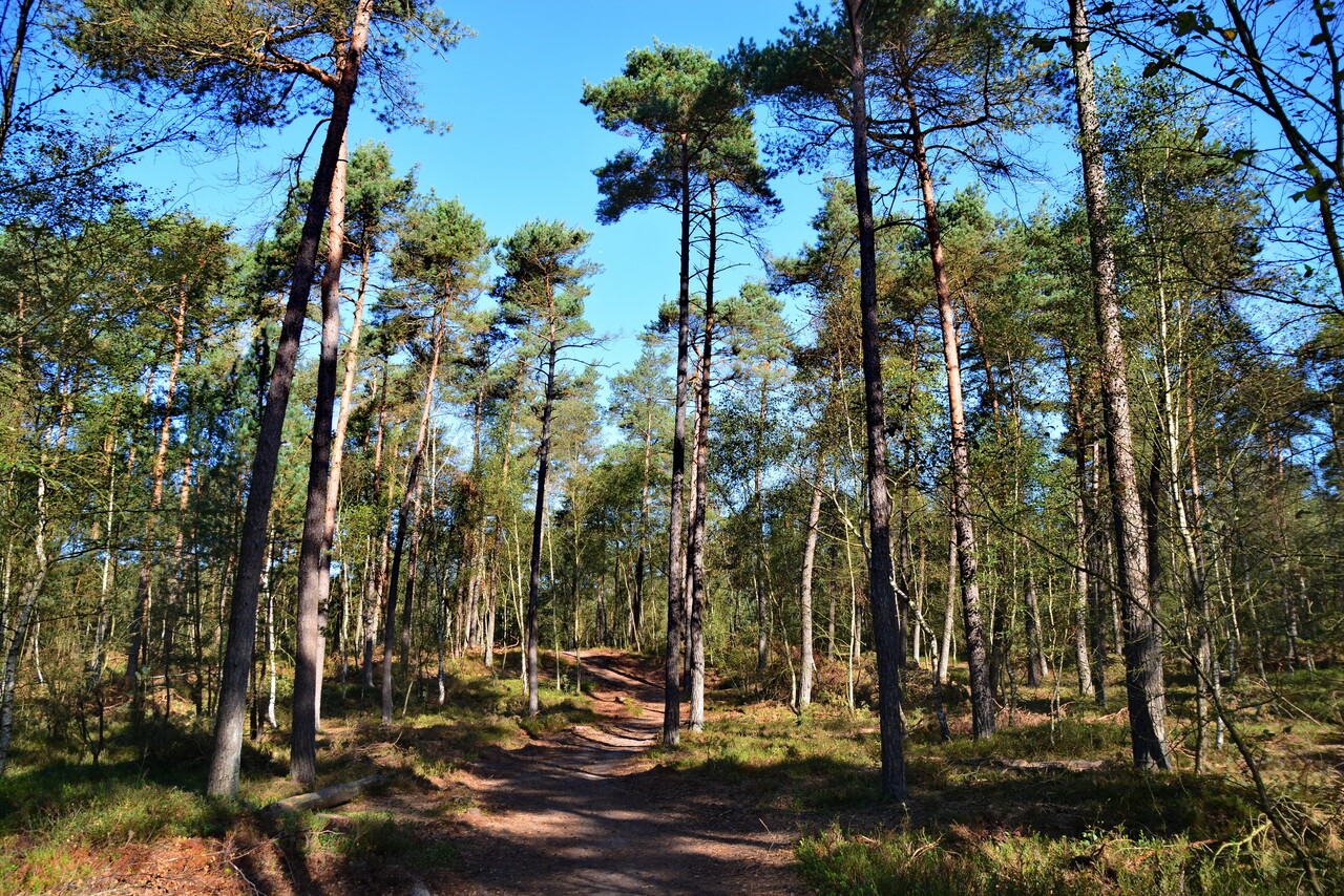 Foto: Frisse ochtendwandeling, Majuba en Scherpenberg