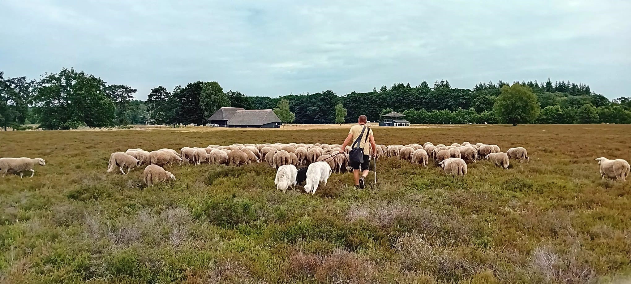 Foto: Ontmoet de herder en zijn schaapskudde
