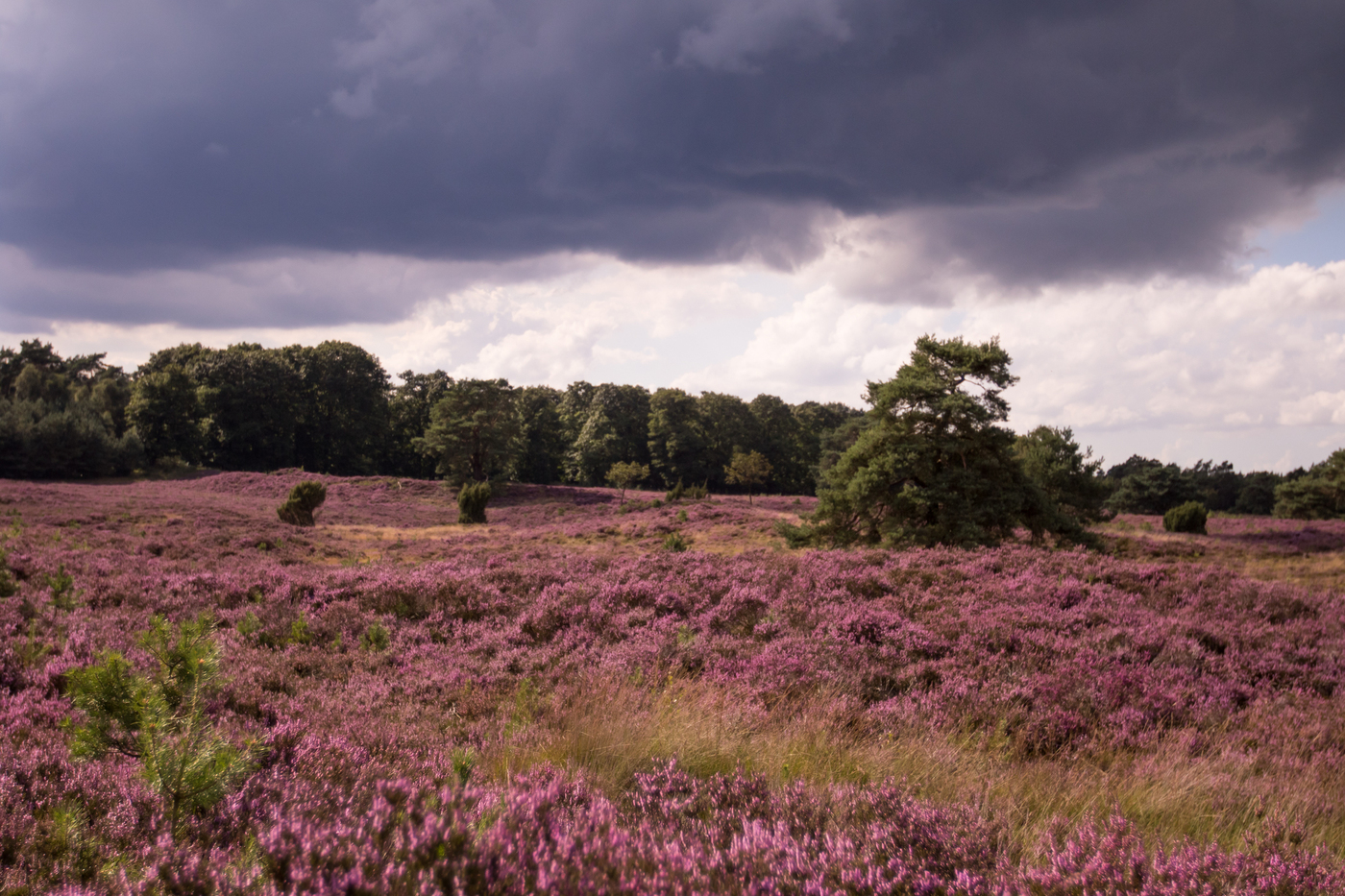 Foto: Bloeiende heidewandeling, Tongerense Heide