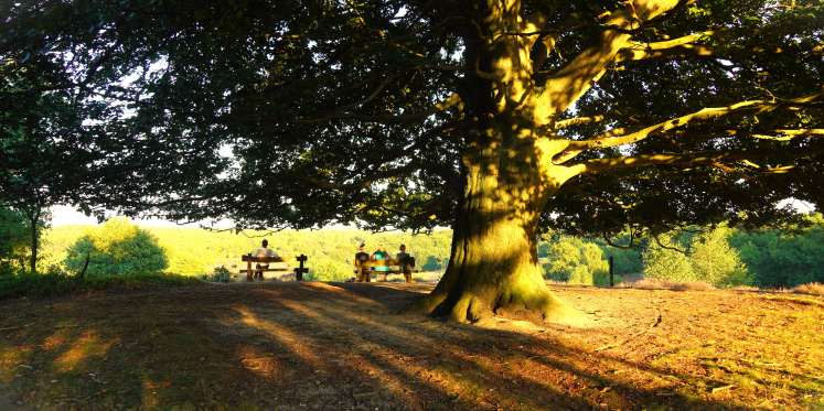Foto: IVN wandeling: ’Natuurlijk welbevinden’