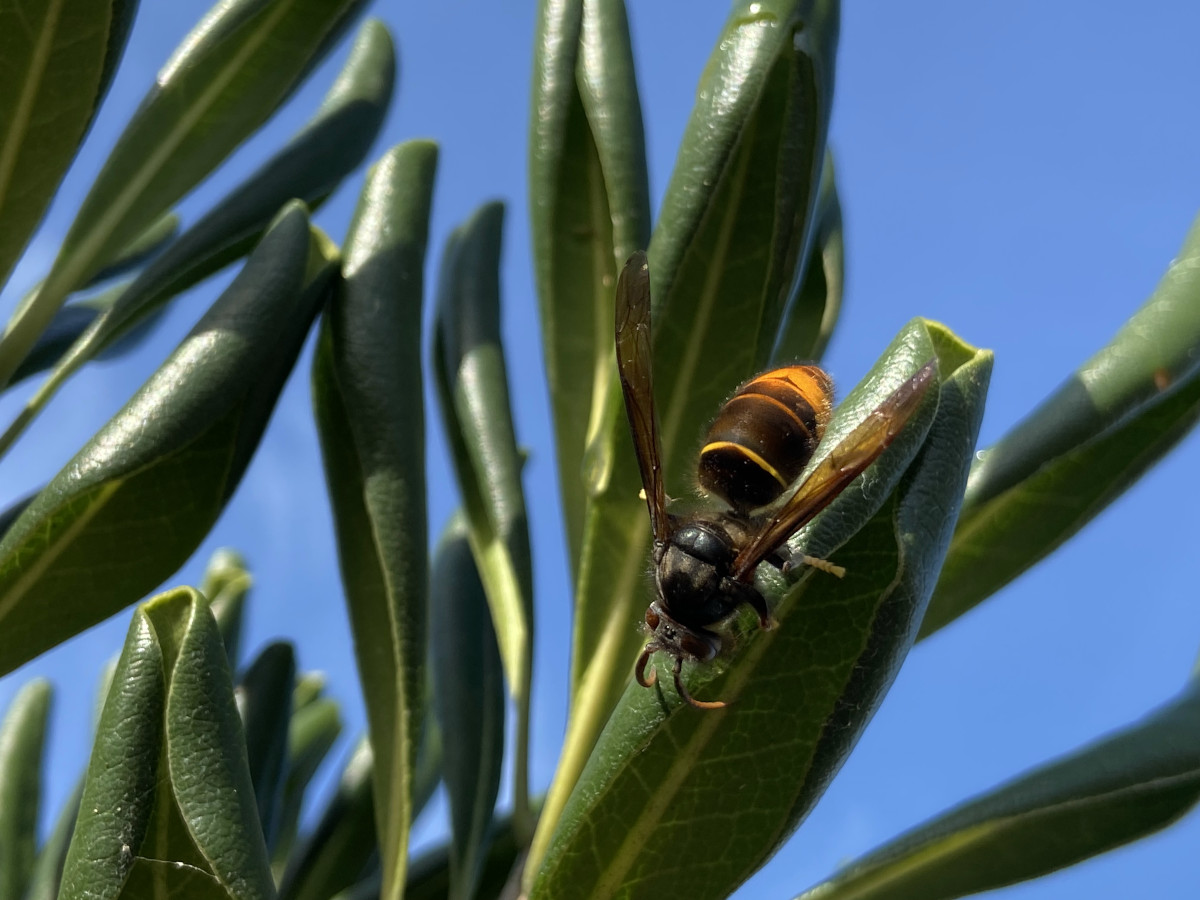 Foto: Weinig wespen gezien? Doe mee met de nationale wespentelling