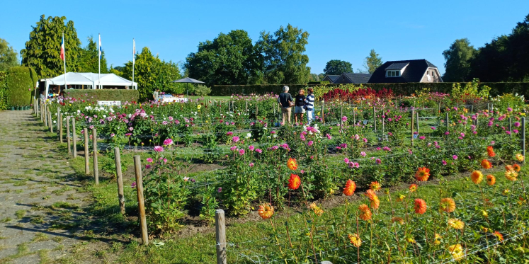 Foto: Workshop bloemschikken bij jubilerende Dahliavereniging