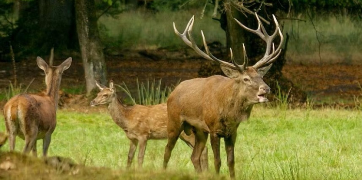 Foto: Hertenbronstexcursies, landgoed De Dellen