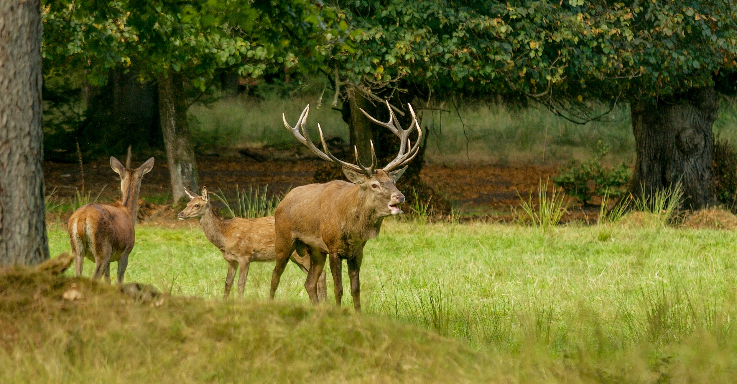 Foto: Hertenbronstexcursies, landgoed De Dellen