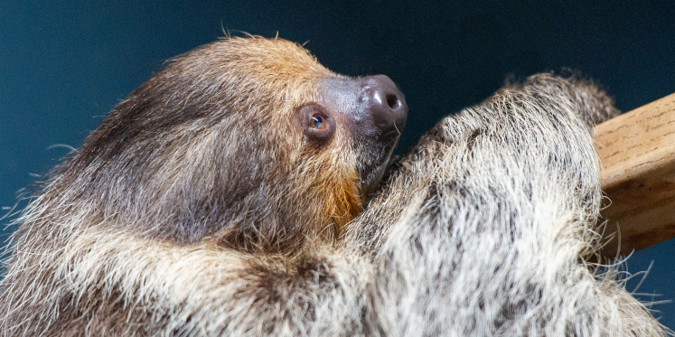 Foto: Luiaards tussen de loslopende apen