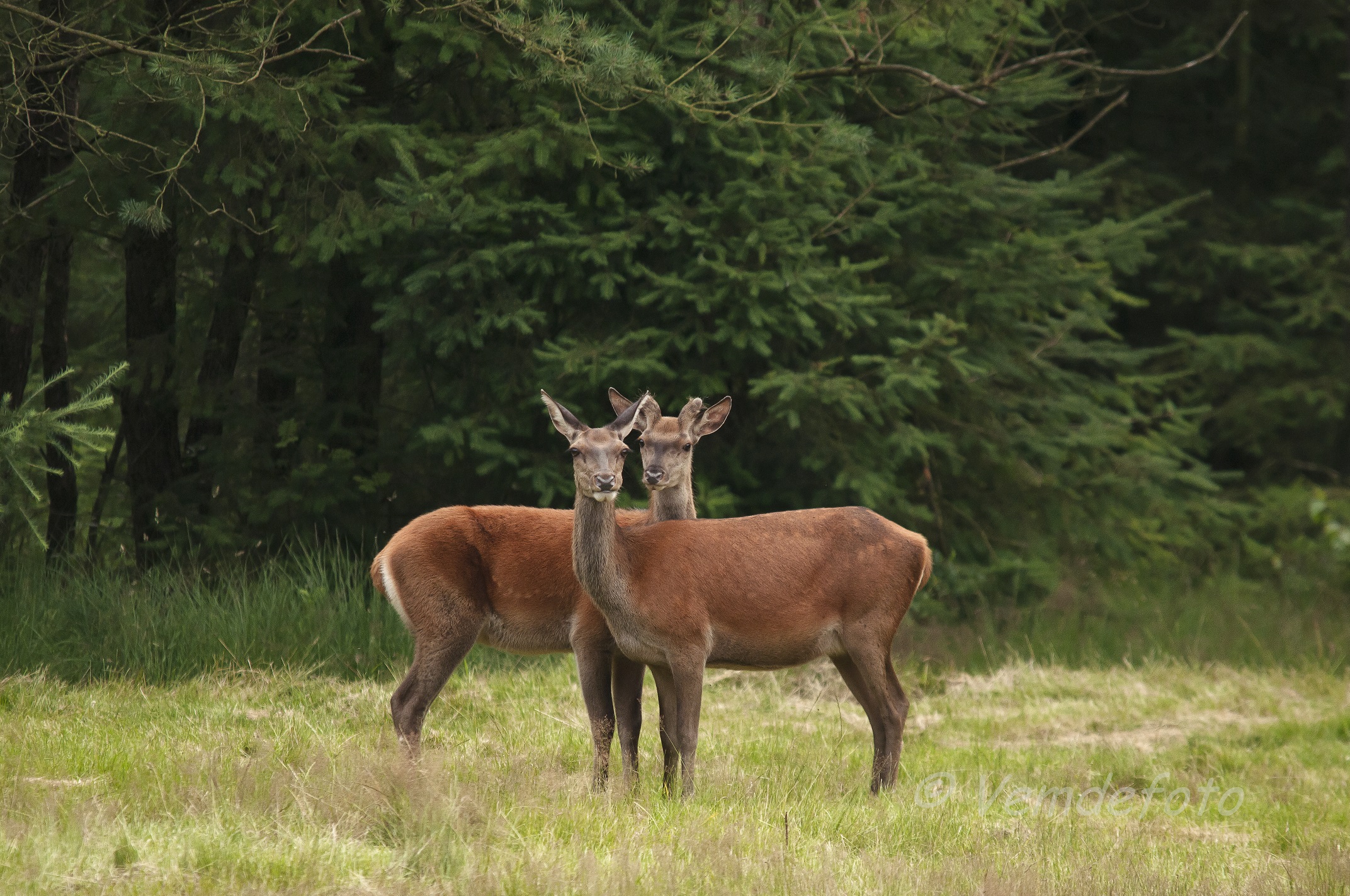 Foto: Wildobservatie, Erf van Daendels