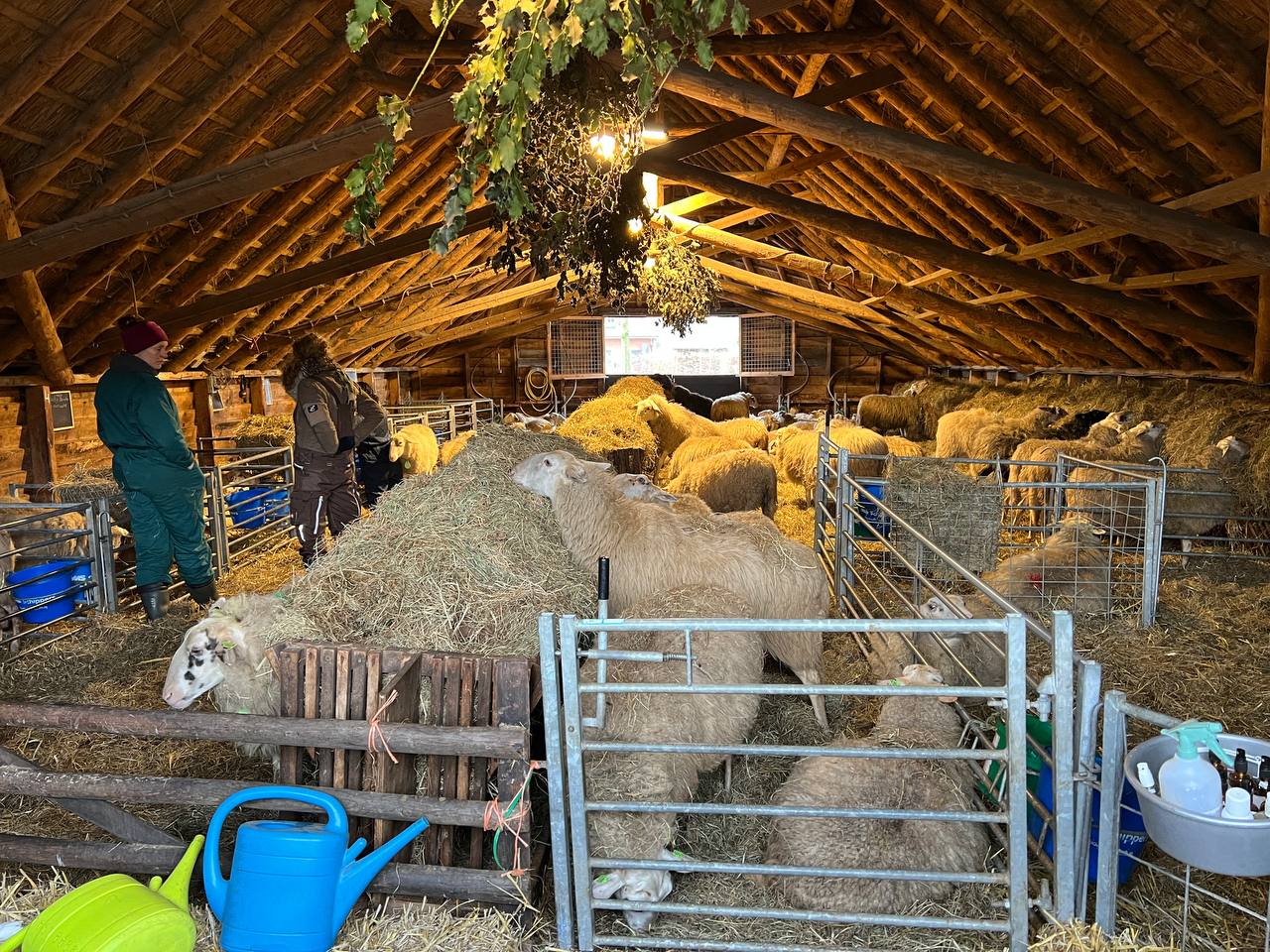 Foto: Inspraak over de nieuwe schaapskooi in Elspeet uitgesteld