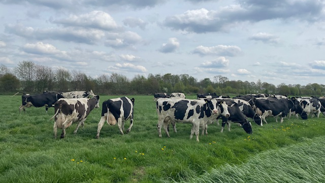 Foto: Minder melk en financiële zorgen: Droogte en hitte hebben grote invloed op het werk van de boer
