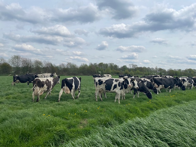 Foto: Minder melk en financiële zorgen: Droogte en hitte hebben grote invloed op het werk van de boer