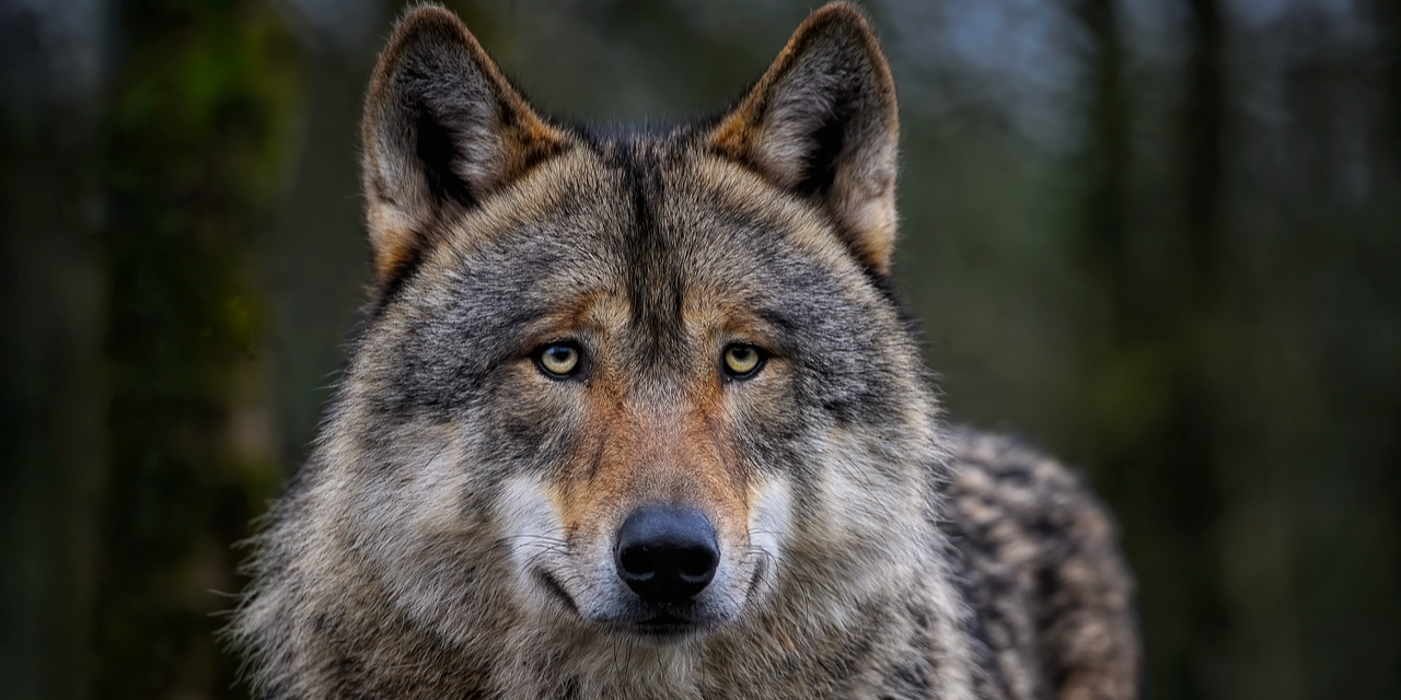 Nergens in Gelderland zoveel wolvenschade als rond de Veluwe Randmeren