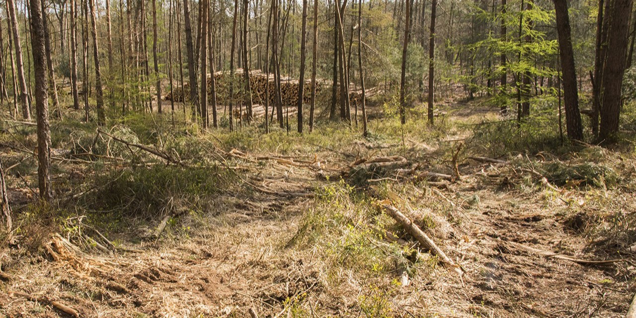 Foto: Straks is een zaagcursus nodig voor brandhoutkopers in Nunspeet