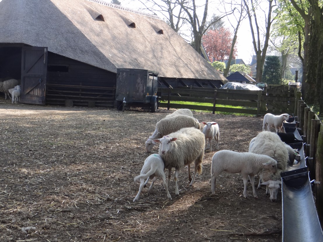 Foto: Zoektocht naar schaapskooi Elspeet leidt toch weer naar omstreden Schotkampweg
