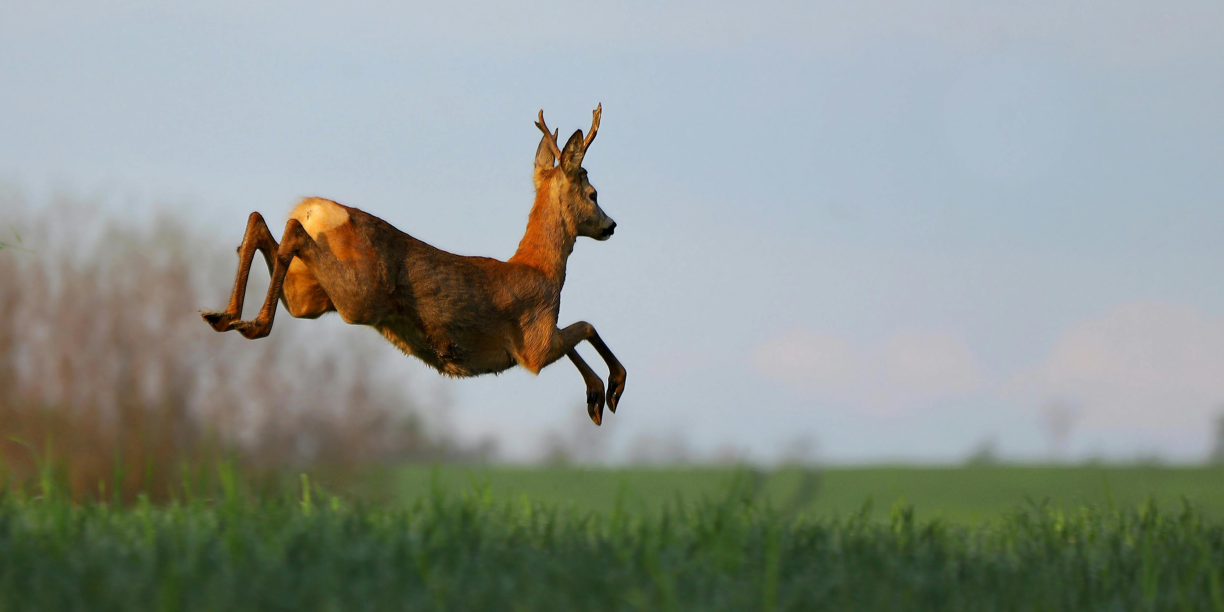 Foto: Dieren waren twee maanden gewend aan rust langs de N302: dat kan nu misgaan