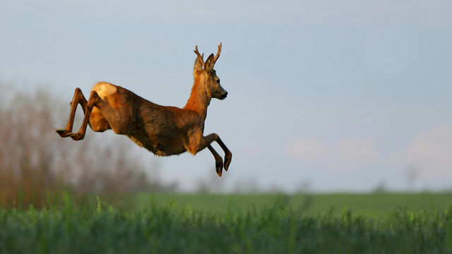 Foto: Dieren waren twee maanden gewend aan rust langs de N302: dat kan nu misgaan