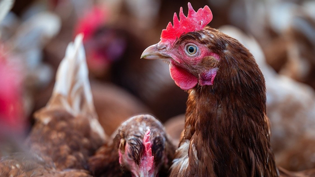 Foto: Staatssecretaris wil verplicht vogelgriepvaccin voor legkippen