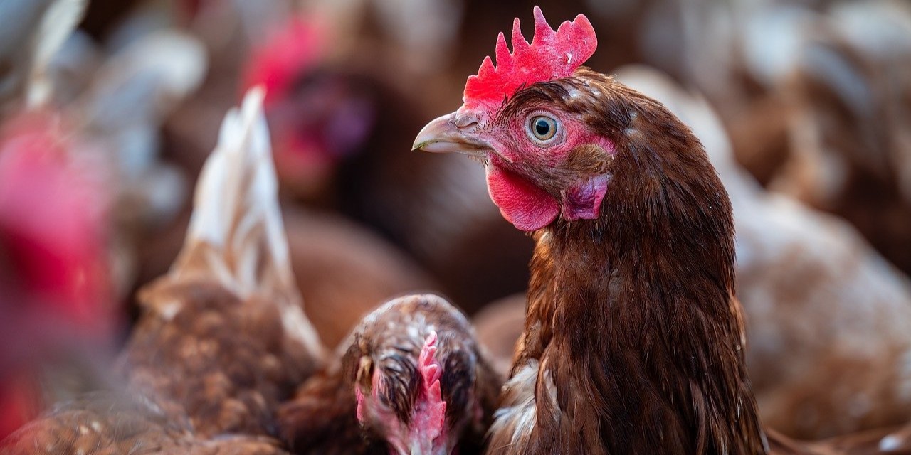 Foto: Staatssecretaris wil verplicht vogelgriepvaccin voor legkippen