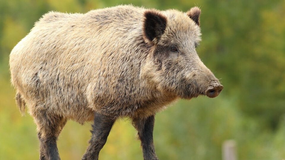 Foto: Gemeente Cranendonck waarschuwt inwoners voor overlast wilde zwijnen