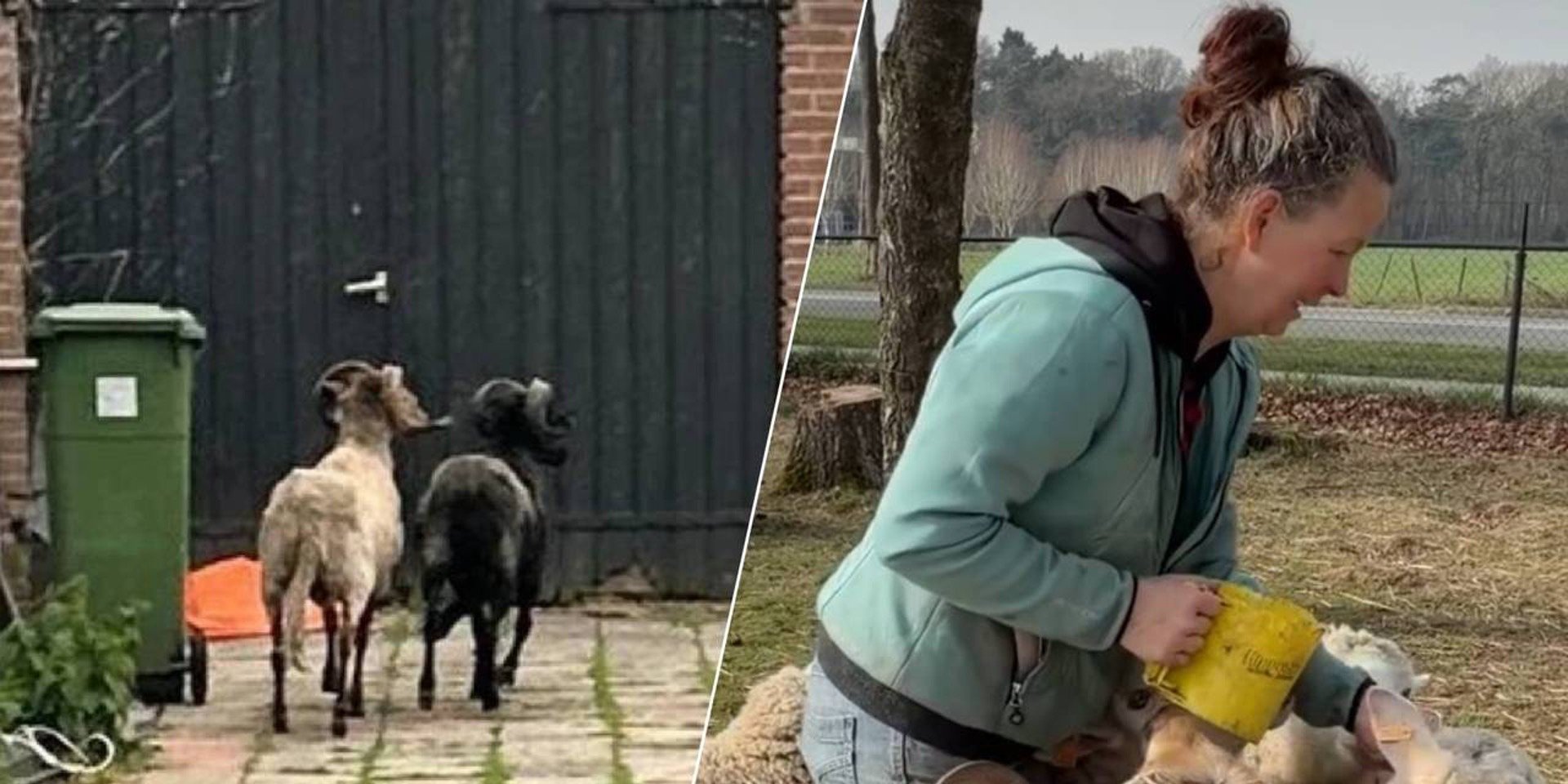 Foto: Weggehaald schaap uit tuin van shoarmazaak in Veldhoven krijgt nieuw thuis