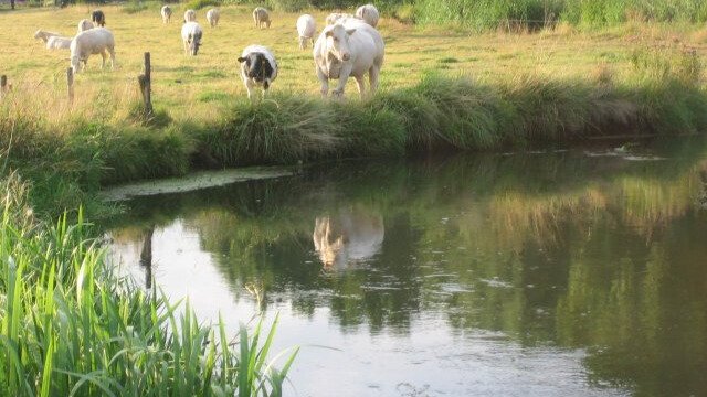 Nieuws van bij ons - Gemeente Valkenswaard blijft zich inzetten voor schoon Dommelwater