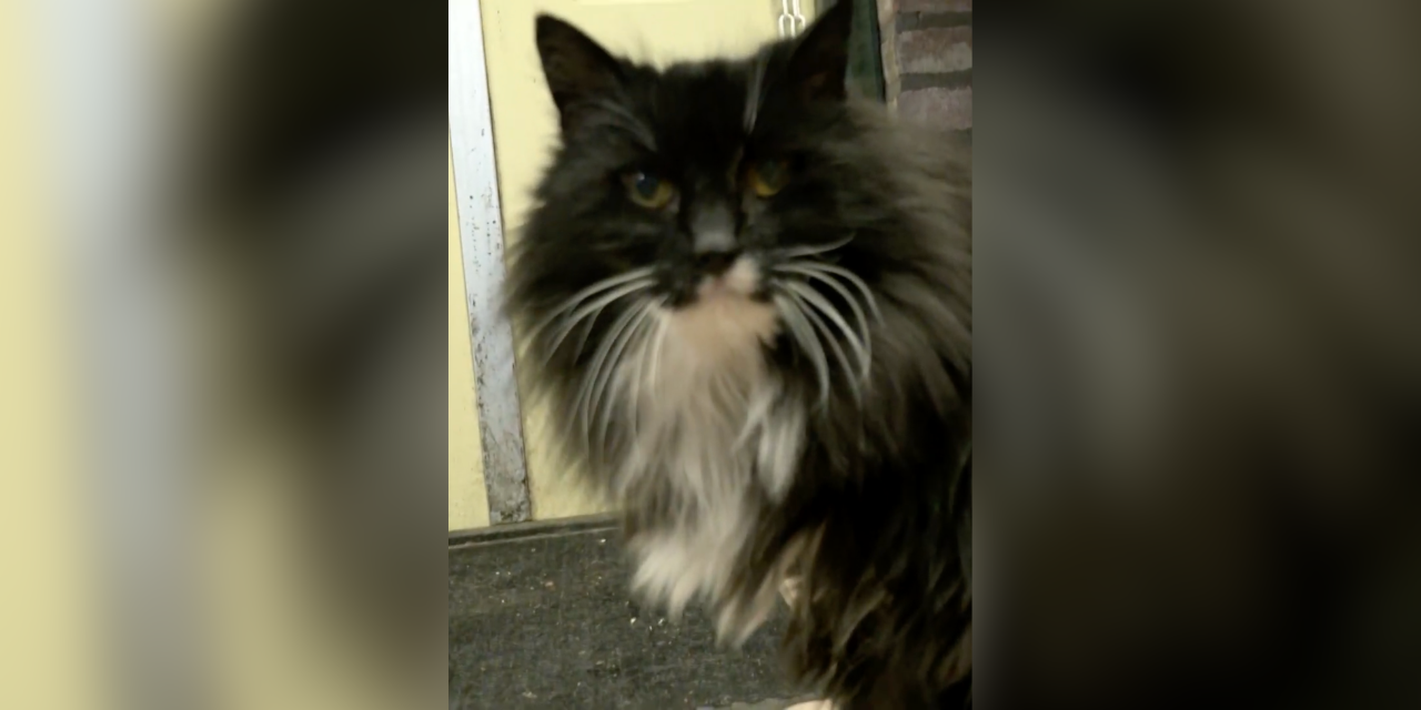 Foto: 74 procent van het streefbedrag binnengehaald met crowdfunding voor kat Tinus met diabetes