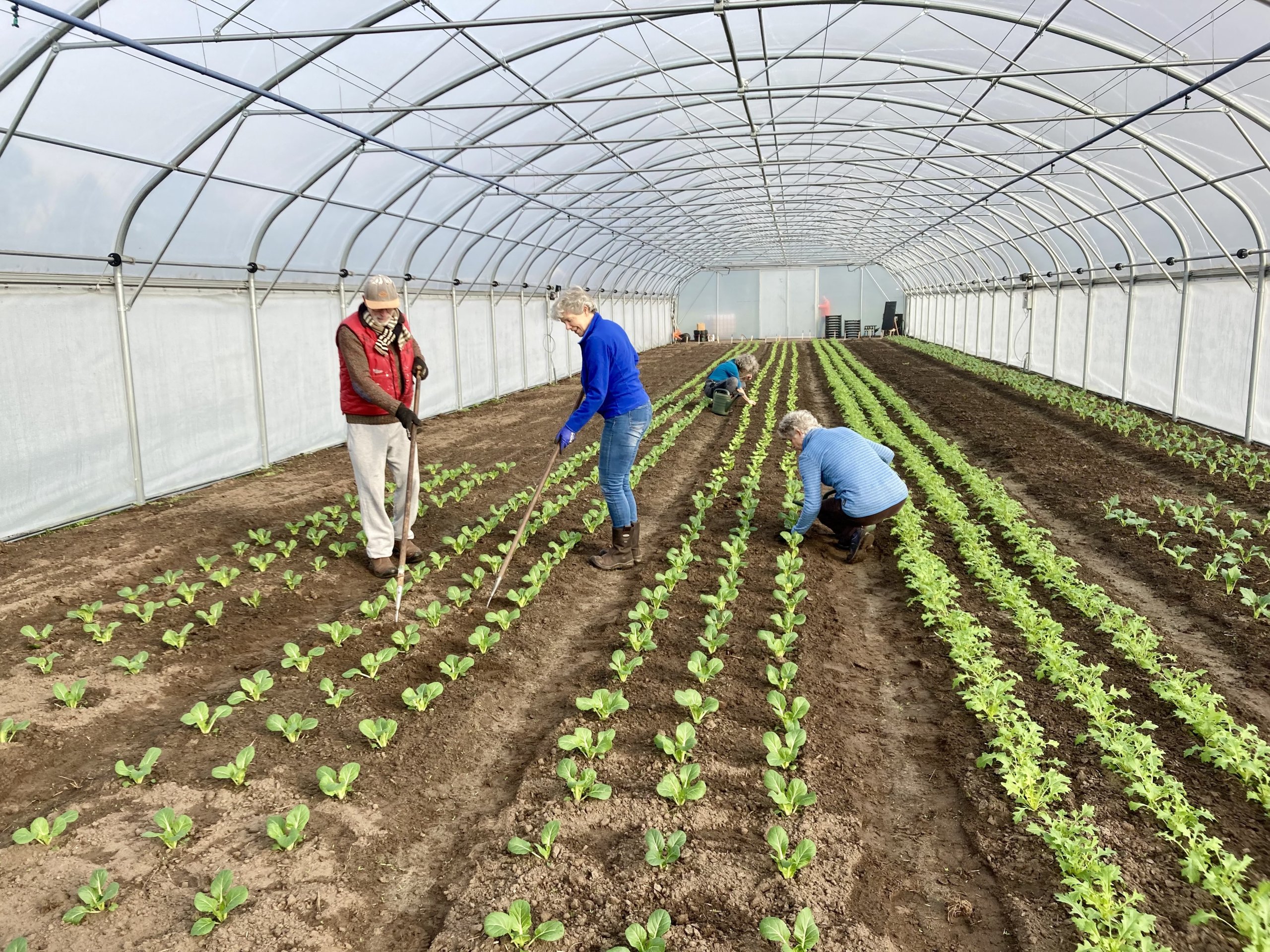 Foto: Opening nieuwe kas en markt Herenboeren De Groote Heide