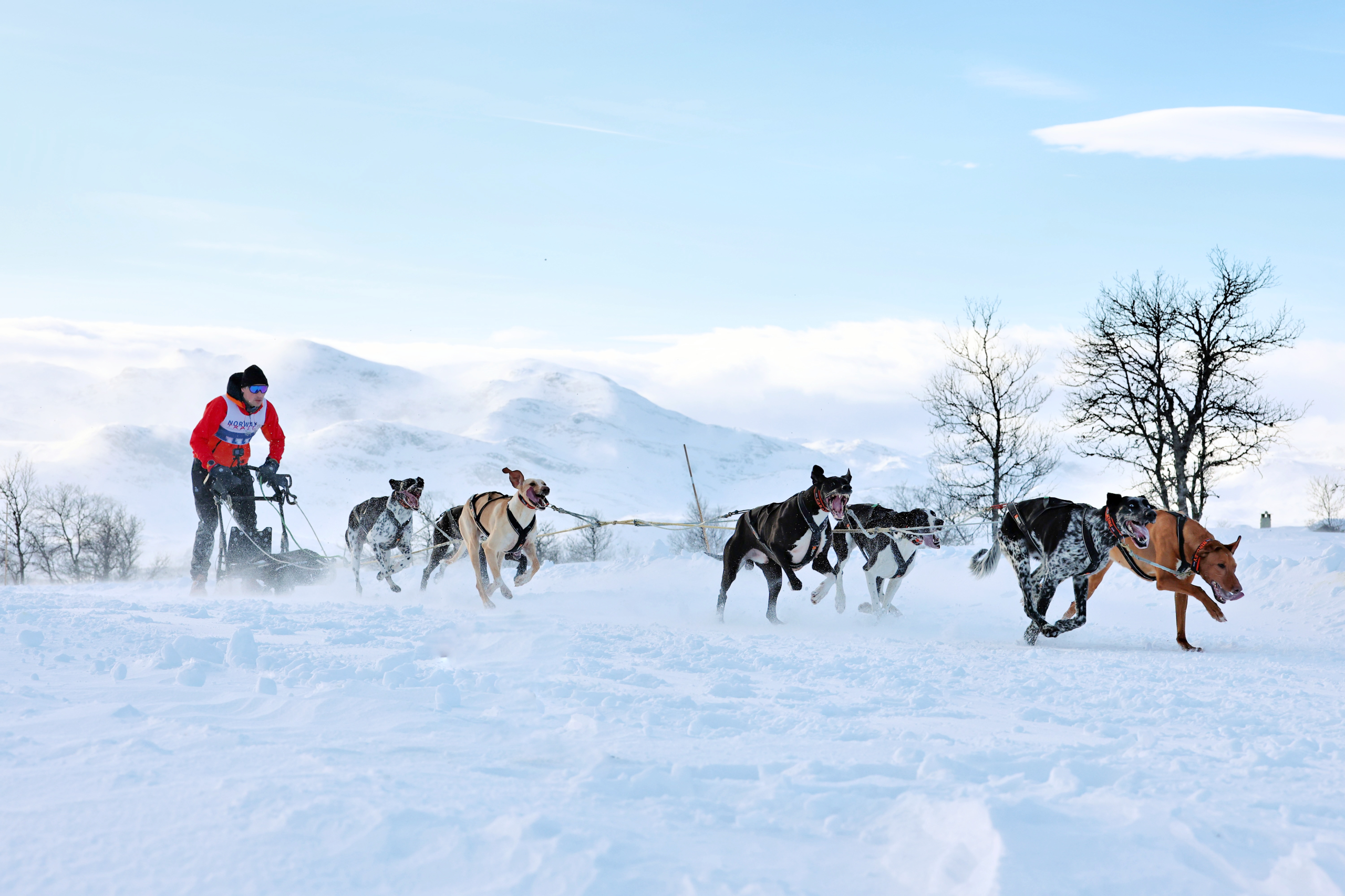 Foto: Veldhovens sledehondenteam tweede bij prestigieuze wedstrijd in Noorwegen
