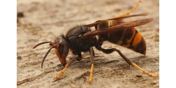 Foto: Aanpak Aziatische hoornaar in Heeze-Leende aangepast
