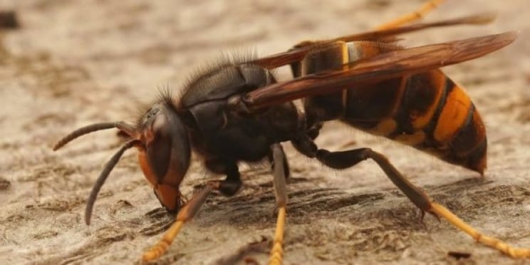Foto: Aanpak Aziatische hoornaar in Heeze-Leende aangepast