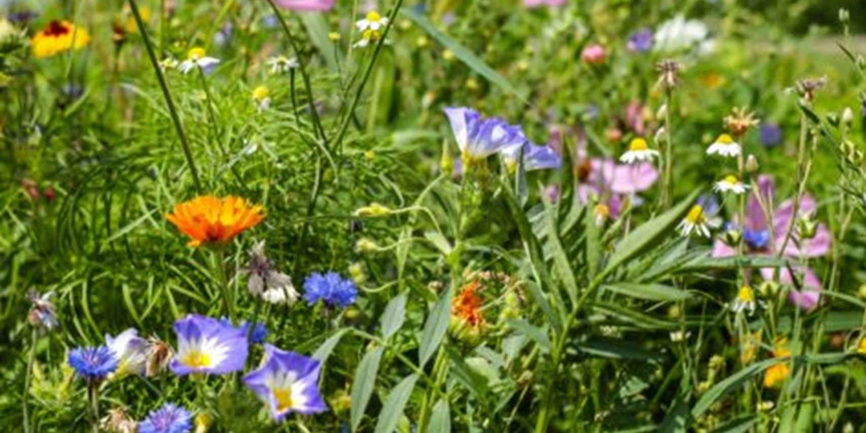 Foto: April is Maand van de Groene Tuin in Heeze-Leende