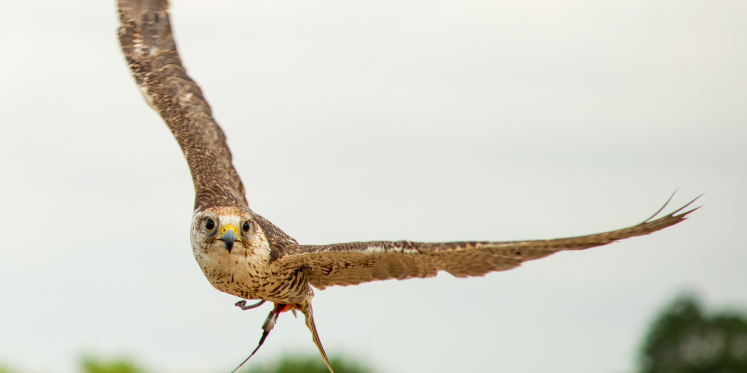 Foto: Cultuurfonds Noord-Brabant investeert ruim vijf ton in 99 cultuur- en natuurprojecten, waaronder het Parlement der Dingen in Valkenswaard
